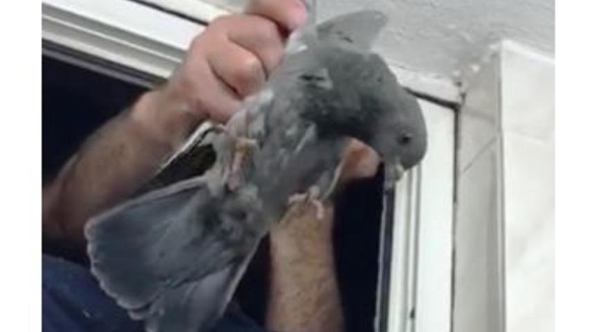 Havalandırma Boşluğunda Mahsur Kalan G&uuml;vercin Kurtarıldı