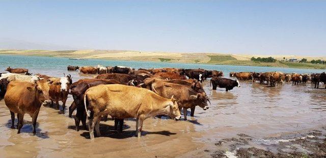 Sıcaktan Bunalan Hayvanlar Baraj Suyunda Serinliyor