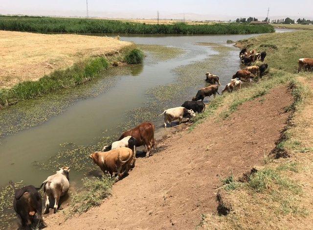 Sıcaktan Bunalan Hayvanlar Baraj Suyunda Serinliyor