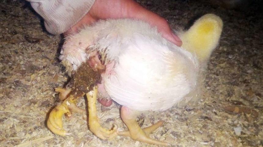 4 Bacaklı Civciv Şoke Etti