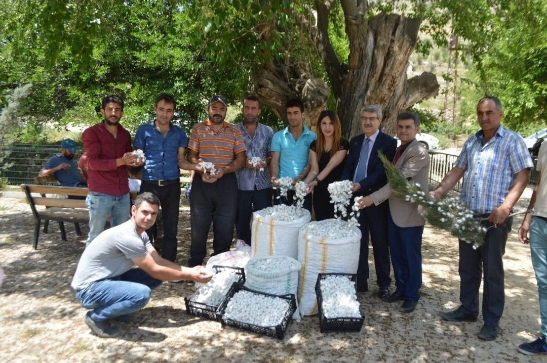 İpekb&ouml;ceği Kadınların Y&uuml;z&uuml;n&uuml; G&uuml;ld&uuml;rd&uuml;