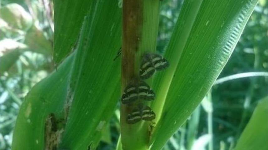 ’vampir Kelebek’i Yok Etmek İçin Öldürücü Bitki Ekilecek