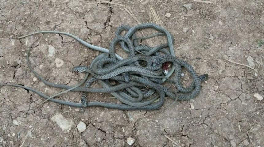 Mardin&rsquo;de Yılanlar K&ouml;yl&uuml;lerin Korkulu R&uuml;yası Oldu