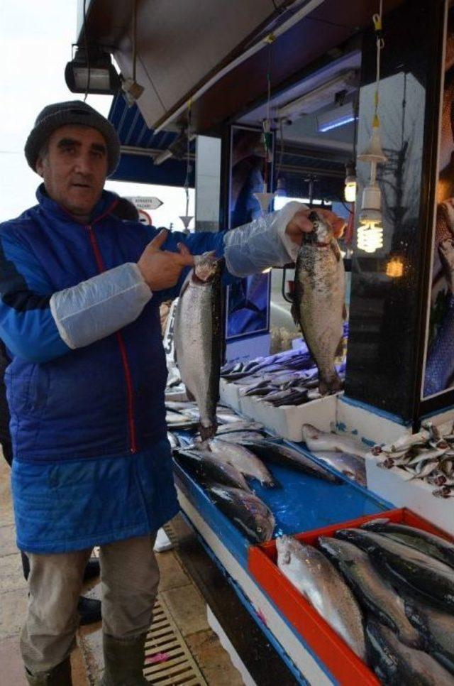 Hamsi Kıyılardan Sonra Tezg&acirc;hları Da Terk Etti 1