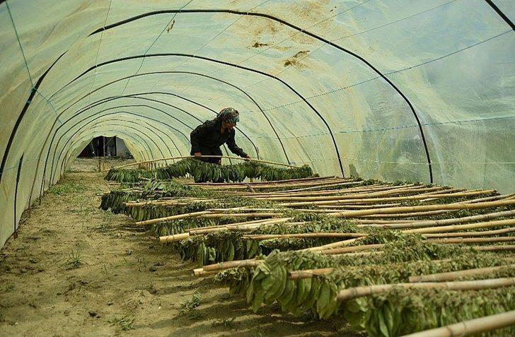 Fotoğraflarla Gördes’i Tanıttılar G3