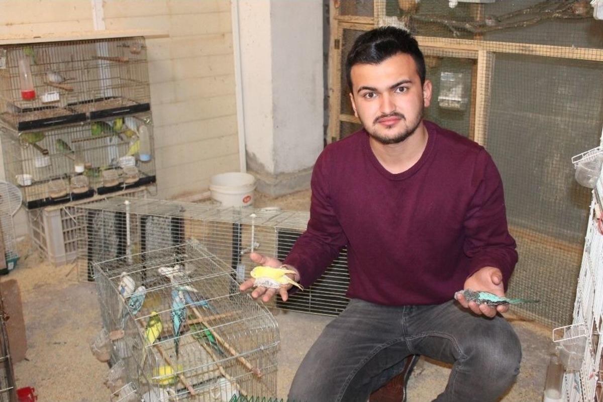 Ş&uuml;pheli İntikamını Muhabbet Kuşları &Uuml;zerinden Aldı