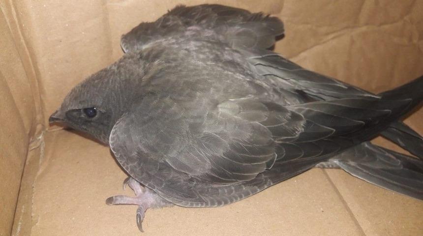 3 Yaşındaki &Ccedil;ocuğun Bulduğu Yaralı Kuş Tedaviye Alındı