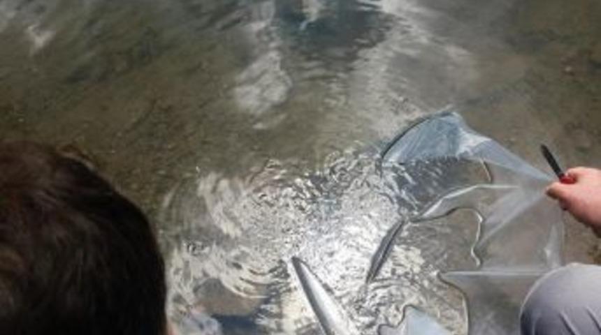 Bilecik&rsquo;te G&ouml;letlere 53 Bin Sazan Yavrusu