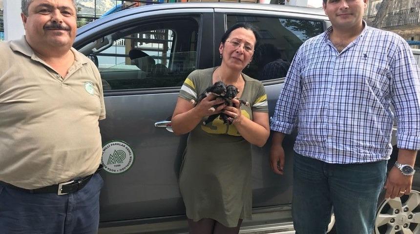 Isparta&rsquo;da Terk Edilmiş 4 Yavru K&ouml;pekten 2&rsquo;si Canlı Olarak Kurtarıldı