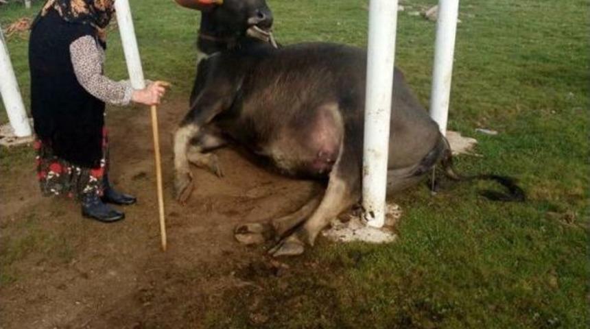 Mandanın Salıncak Merakı Hayatına Mal Oldu