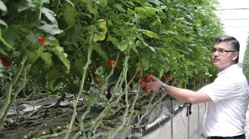Topraksız Tarımın Merkezi Eskişehir Olacak