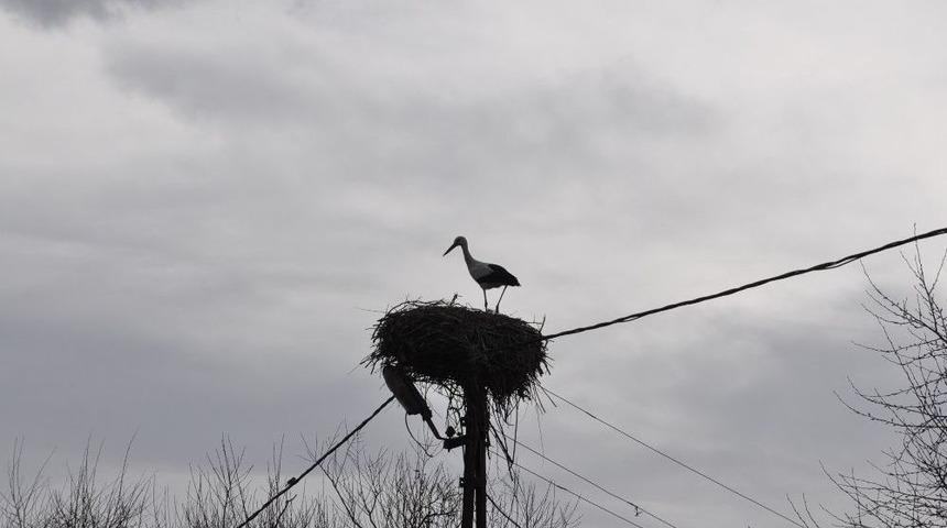 Dikme K&ouml;y&uuml;&rsquo;nde Leylek Yuvasını Yaptı