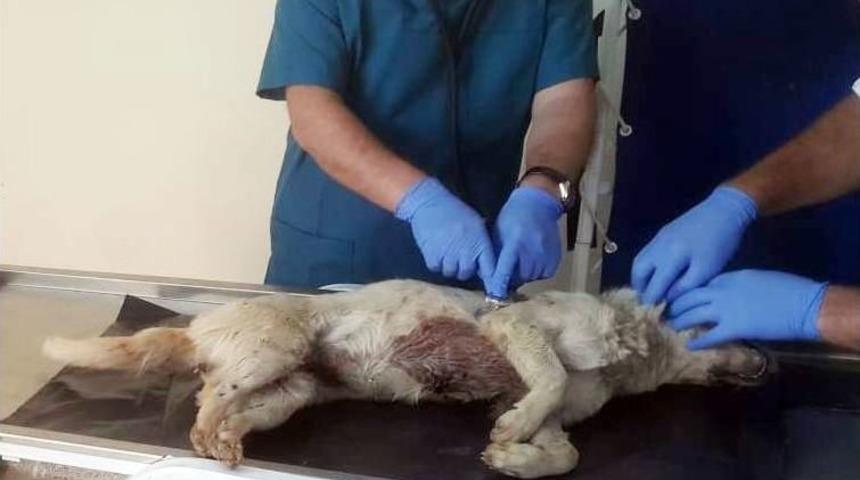 Valilikten Darp Edilen Köpekle İlgili Açıklama