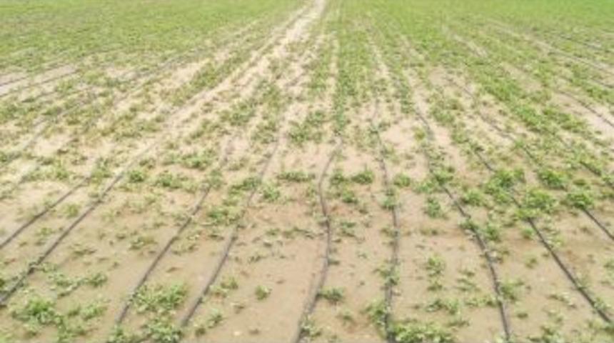 Dolu Tepebaşı B&ouml;lgesindeki &Ccedil;ift&ccedil;iye B&uuml;y&uuml;k Zarar Verdi