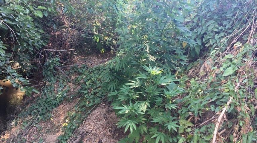 Pamuk Tarlasında Hint Keneviri Ele Ge&ccedil;irildi