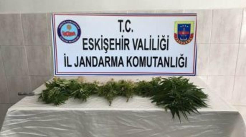 Eskişehir&rsquo;de Kamu Arazisinde 127 K&ouml;k Kenevir Ele Ge&ccedil;irildi