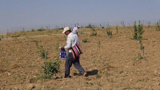 Gercüş’te Fıstık Ağaçları Aşılanmaya Başlandı