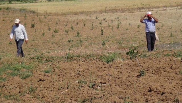 Gercüş’te Fıstık Ağaçları Aşılanmaya Başlandı