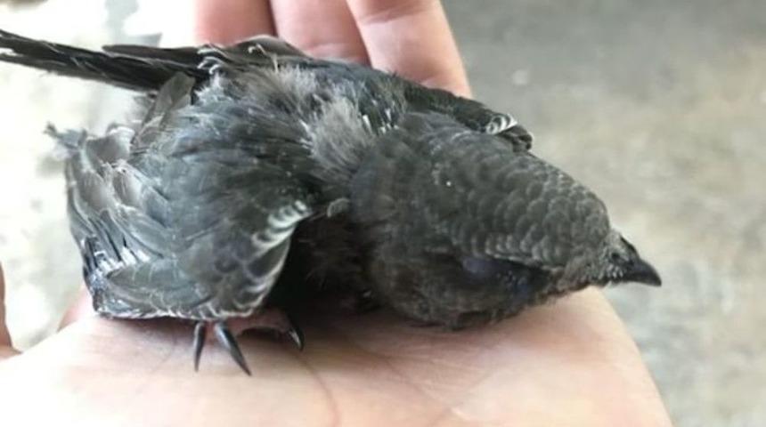 Yaralı Ebabil Kuşu Koruma Altına Alındı