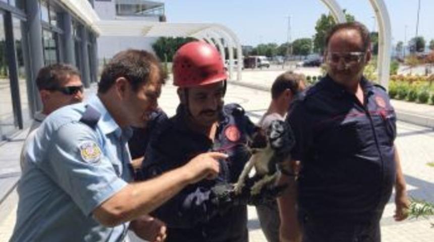 İtfaiye Ekipleri, Yavru Kedi İ&ccedil;in Seferber Oldu