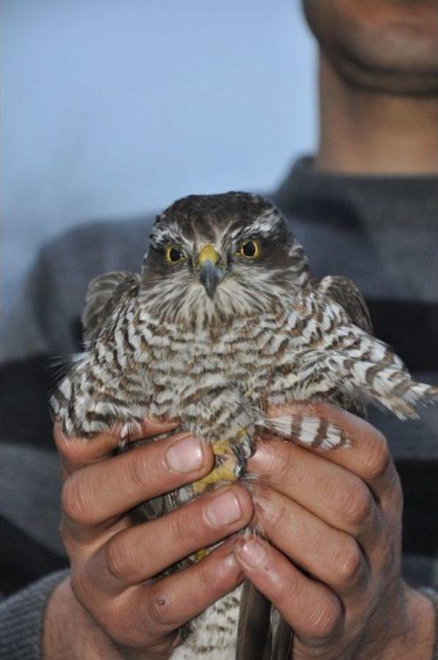 Yaralı Şahine Sahip Çıktı