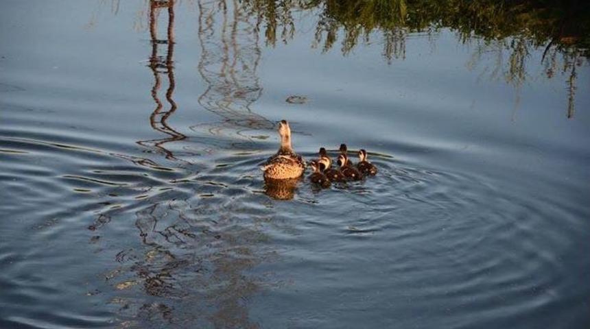 Güroymak’ta 10 Kilometrelik Sulama Kanalları Yapıldı
