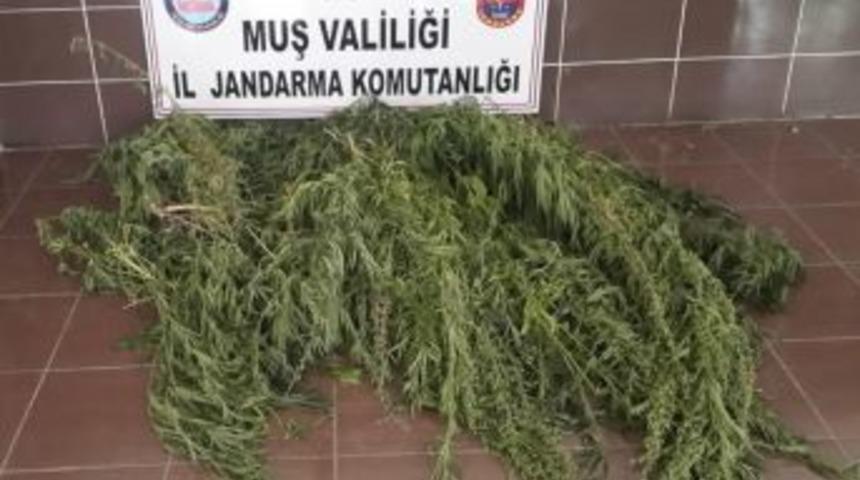 Muş’ta Ekili Vaziyette 116 Kök Kenevir Ele Geçirildi