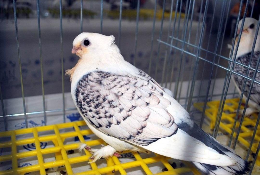 En G&uuml;zel H&uuml;nkari G&uuml;vercinler Manisa&rsquo;da Yarıştı