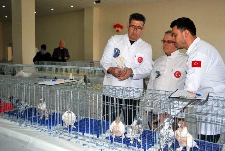 En Güzel Hünkari Güvercinler Manisa’da Yarıştı G1