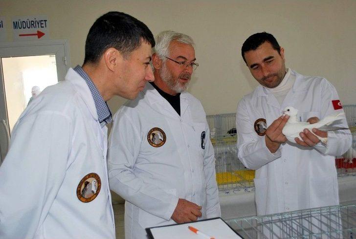 En Güzel Hünkari Güvercinler Manisa’da Yarıştı G2