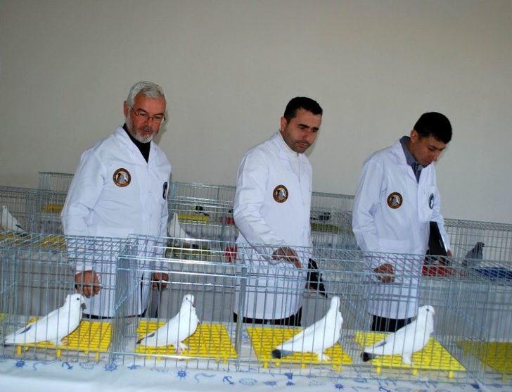 En Güzel Hünkari Güvercinler Manisa’da Yarıştı G3