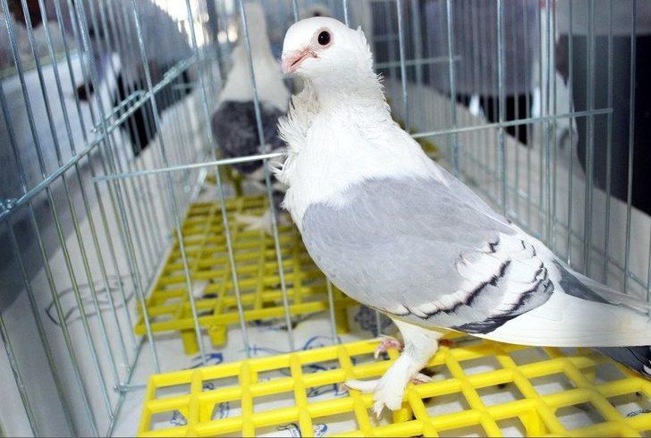 En Güzel Hünkari Güvercinler Manisa’da Yarıştı G4