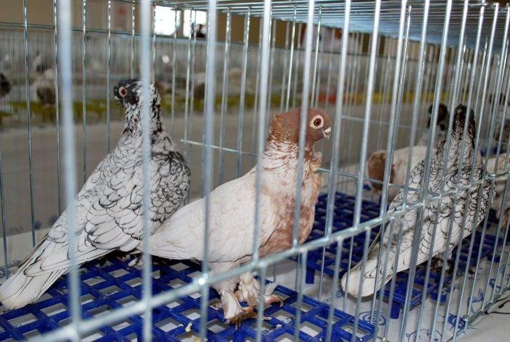 En Güzel Hünkari Güvercinler Manisa’da Yarıştı G5