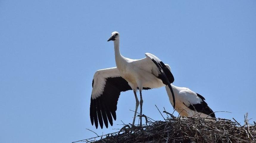 Lapseki&rsquo;de Yumurtadan &Ccedil;ıkan Leylekler U&ccedil;maya Hazırlanıyor