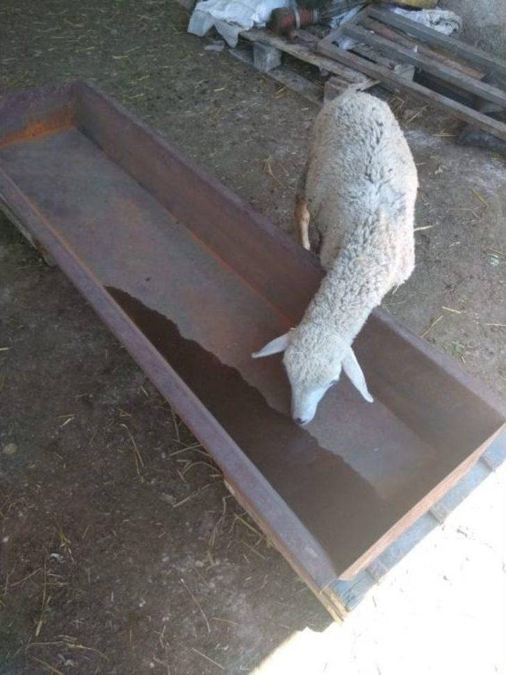 17 Haneli Borcak Köyü 2 Gündür Susuz G3