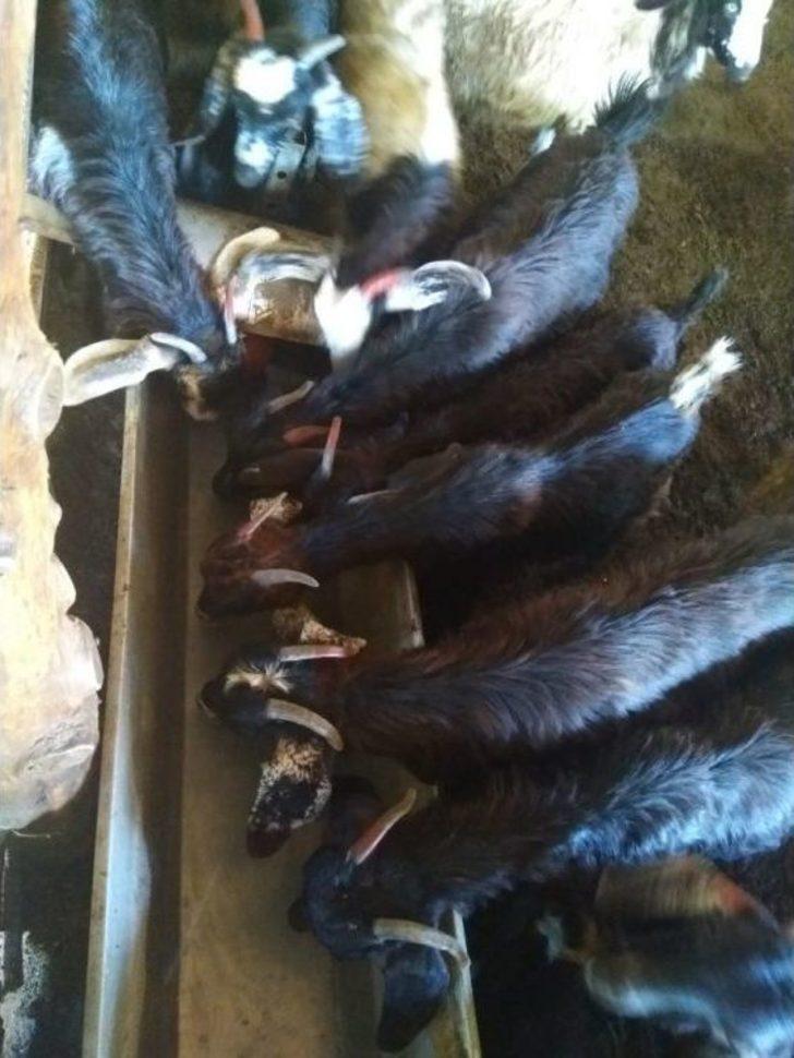 17 Haneli Borcak Köyü 2 Gündür Susuz G4