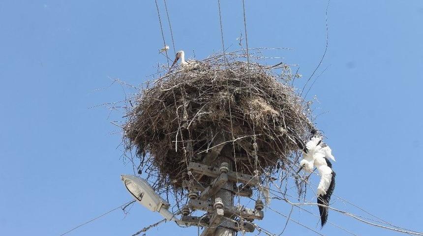 &Ccedil;ankırı&rsquo;da Tellere Takılan Leylek Kurtarıldı