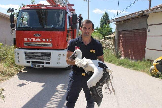 Çankırı’da Tellere Takılan Leylek Kurtarıldı