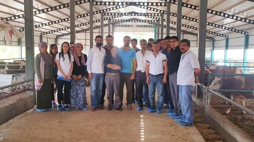 Tut İlçesinde Süt Sığırı Yetiştiriciliği Kursu Verildi