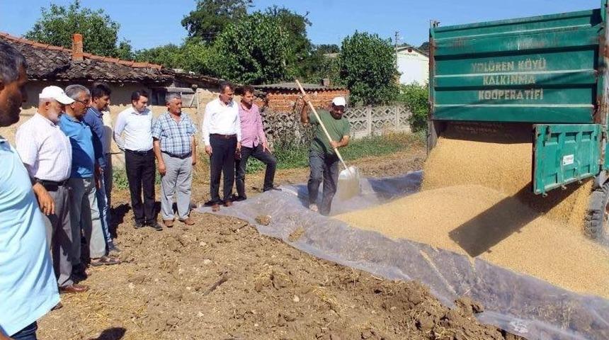 Tmo Buğday Alımına Başladı