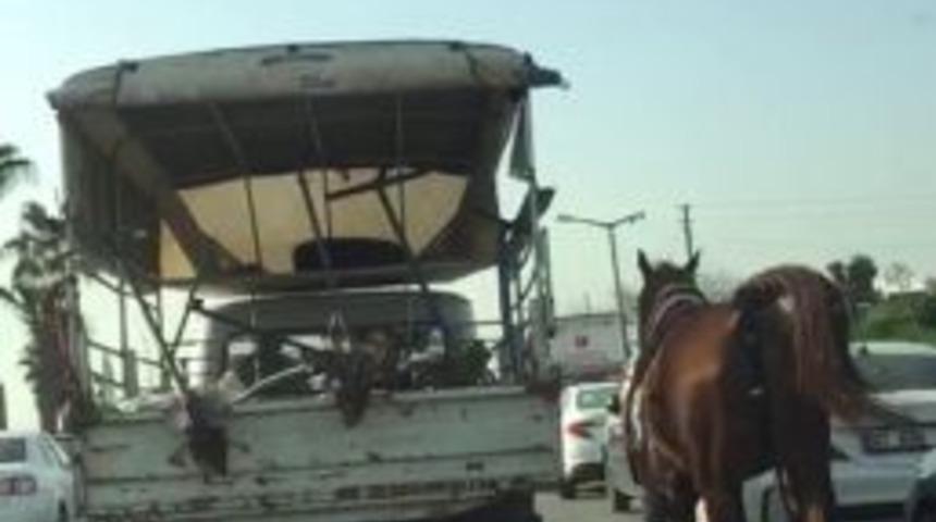 Kamyonete Bağladığı Atı Şehir Merkezinde B&ouml;yle Koşturdu