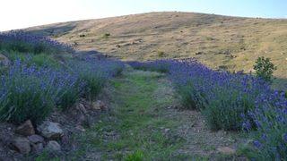 Afyonkarahisar’da Lavantalar Çiçek Açtı