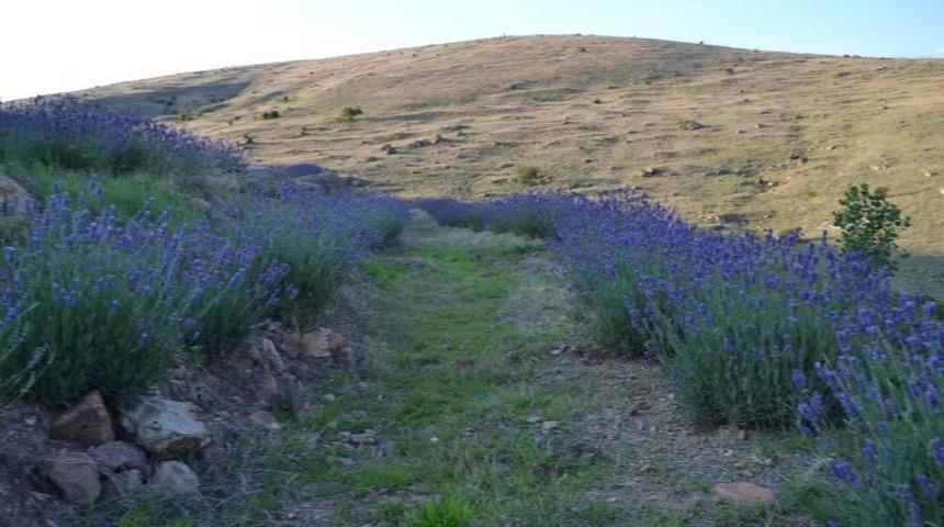 Afyonkarahisar’da Lavantalar Çiçek Açtı