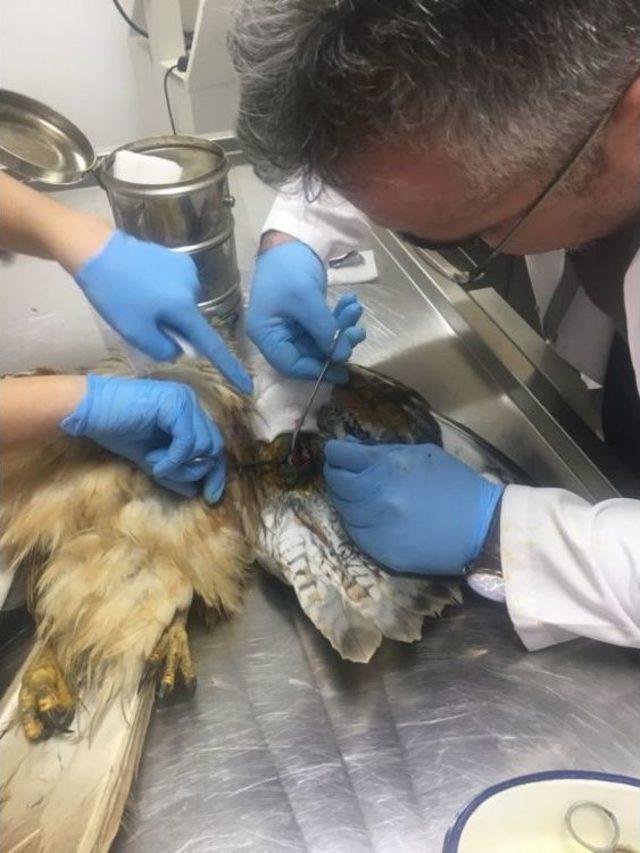 Yaralı Şahinin Kırık Kanadına Ameliyatla Platin Takıldı 1