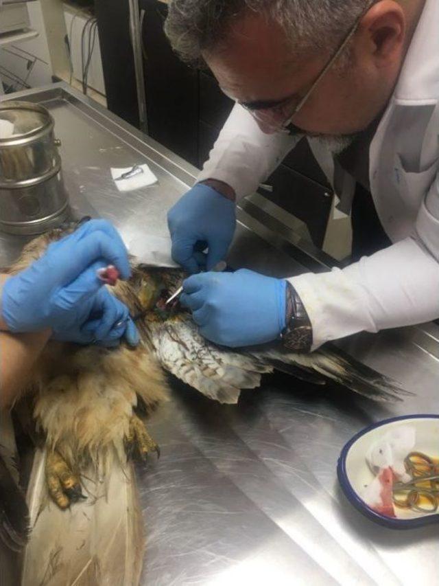 Yaralı Şahinin Kırık Kanadına Ameliyatla Platin Takıldı 2