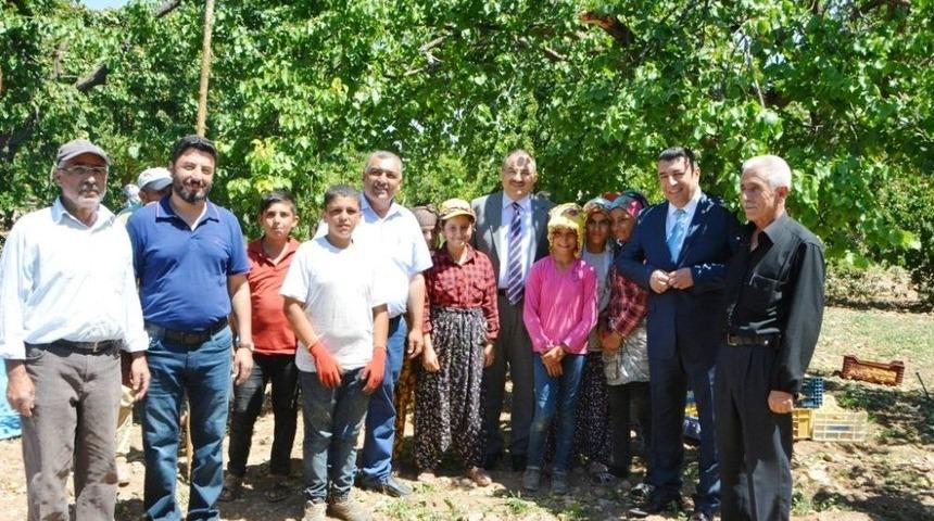 Vali Kaban Kayısı Hasadını Yerinde İnceledi