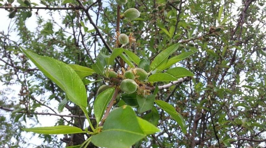 Dat&ccedil;a&rsquo;da &Ccedil;ağla Bademinde Hasat Zamanı