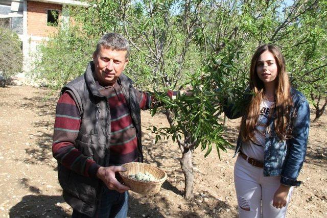 Dat&ccedil;a&rsquo;da &Ccedil;ağla Bademinde Hasat Zamanı 1