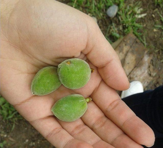 Dat&ccedil;a&rsquo;da &Ccedil;ağla Bademinde Hasat Zamanı 2