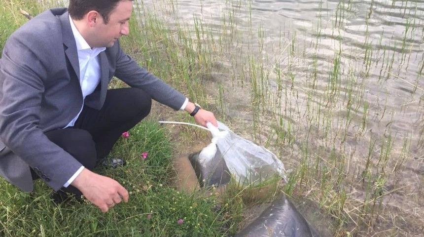 Daday&rsquo;da G&ouml;letlere 40 Bin Sazan Yavrusu Atıldı